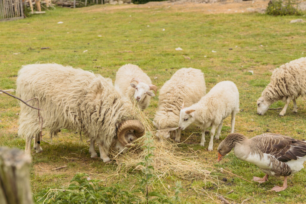 Sheep at the grounds of the Middle Ages Center at Bornholm Island