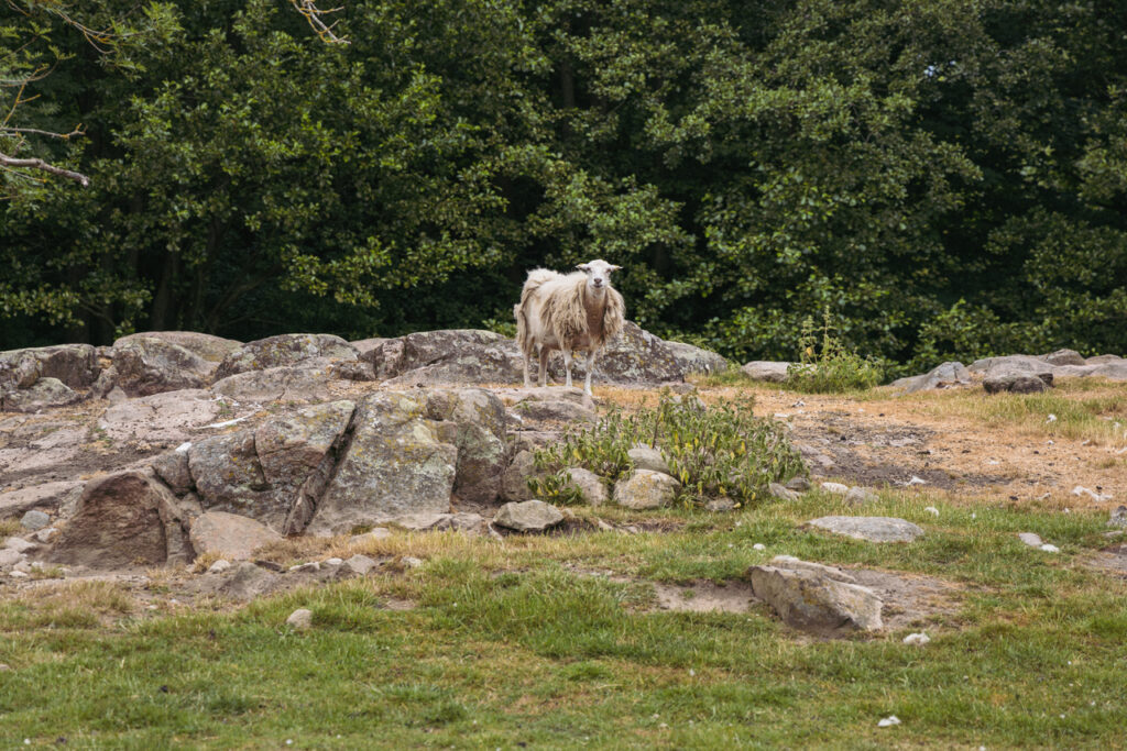 A sheep on top of rocks near the Middle Ages Center in Bornholm Island.